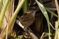 Marsh Wren 2014-01-25_1